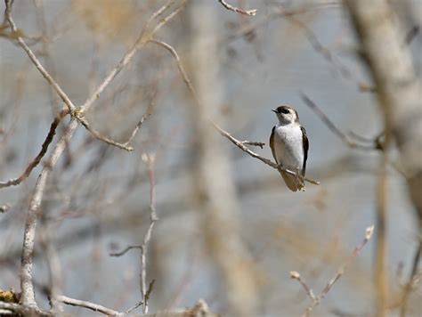 swallow picture|700+ Free Swallowing & Swallow Images .